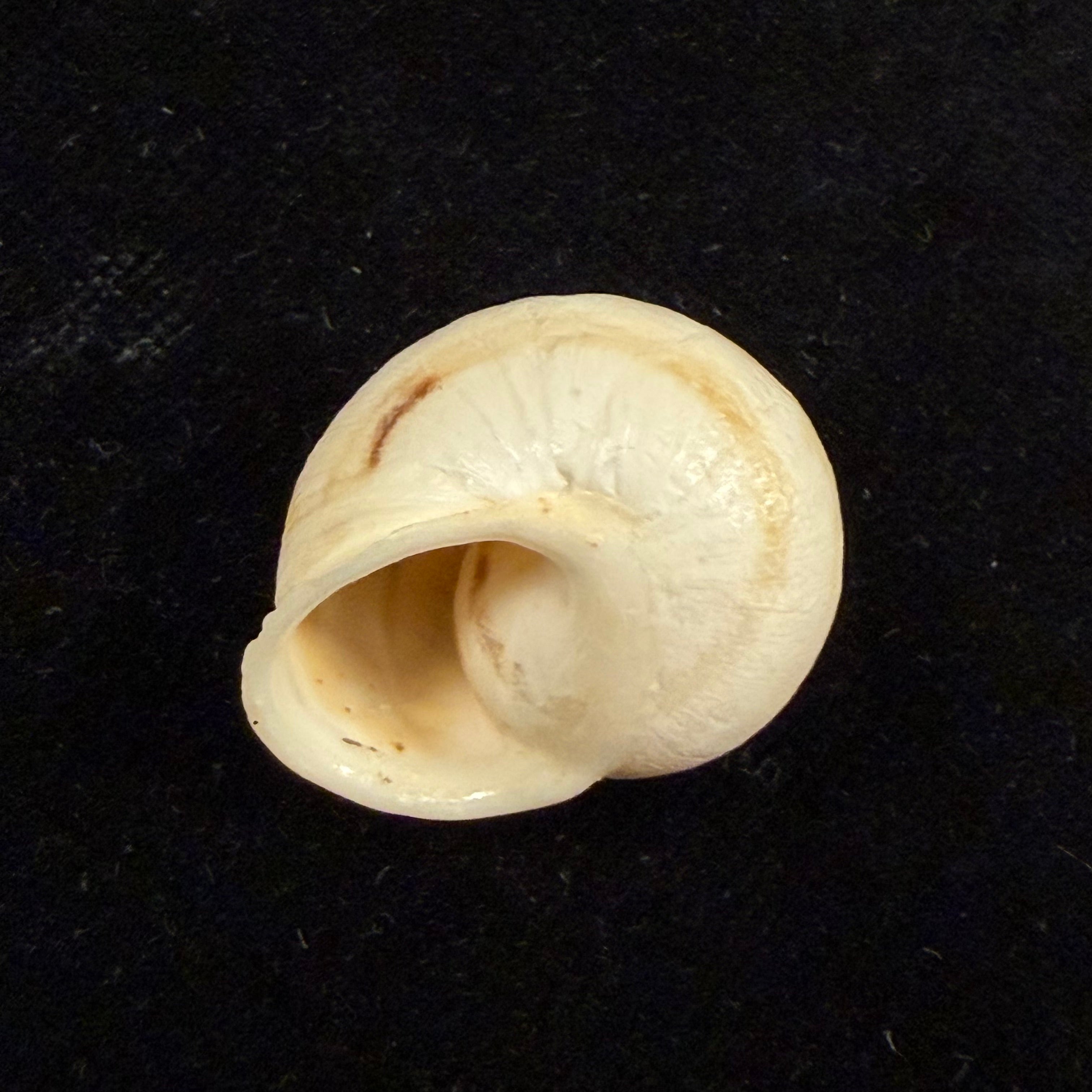 Eremina smaraensis J. Ahuir, 2015 - 24,2mm