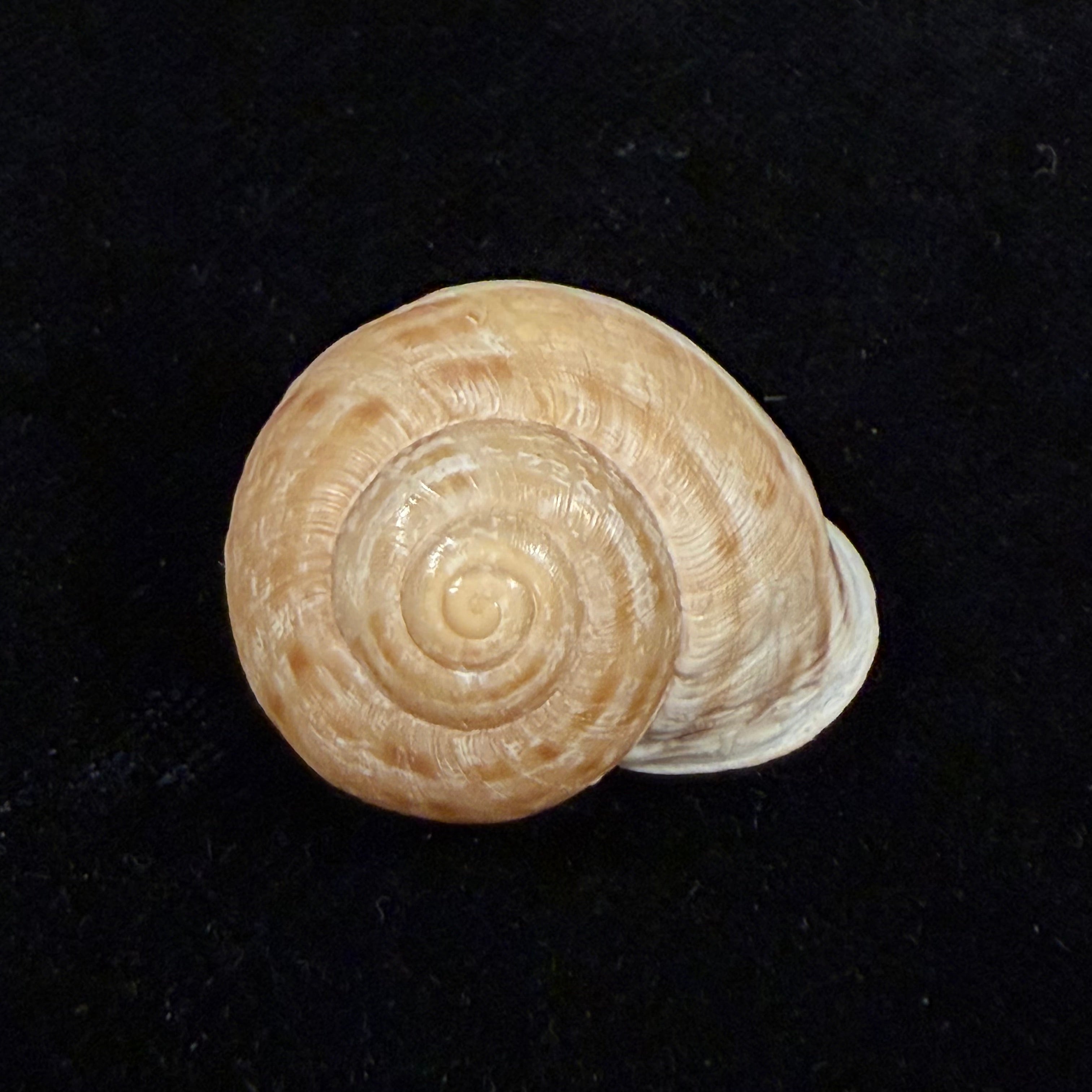 Iberus lorcanus (Rossmässler, 1854) - 33,5mm