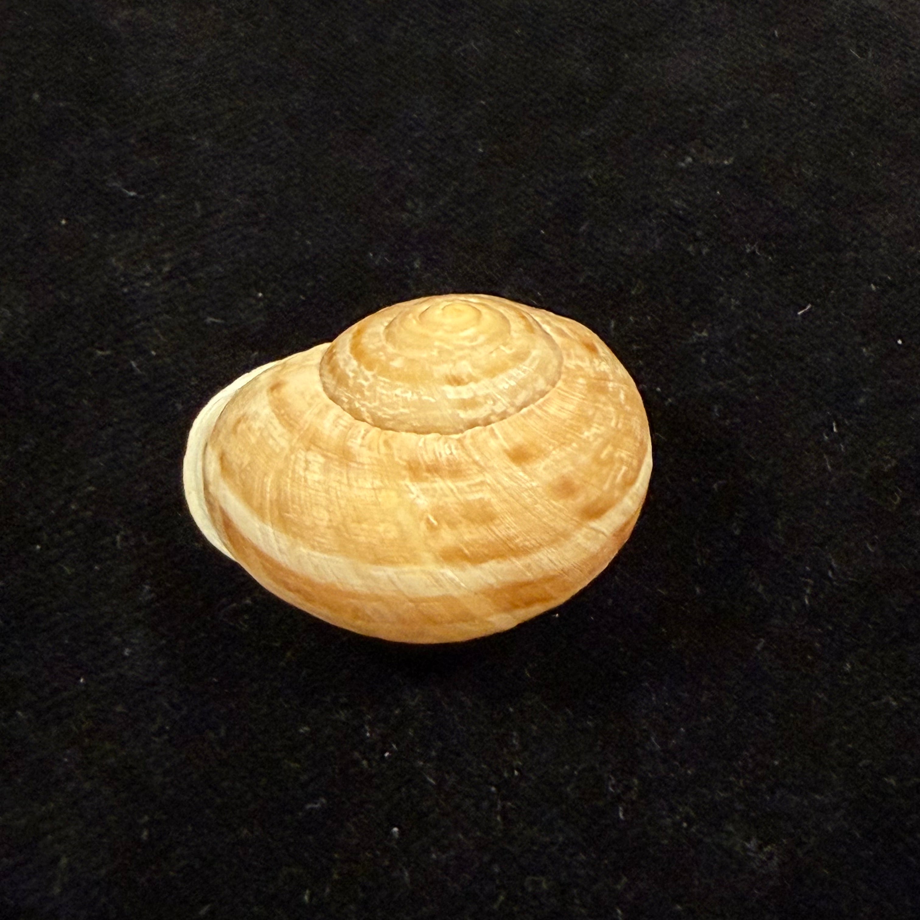 Iberus lorcanus (Rossmässler, 1854) - 33,5mm