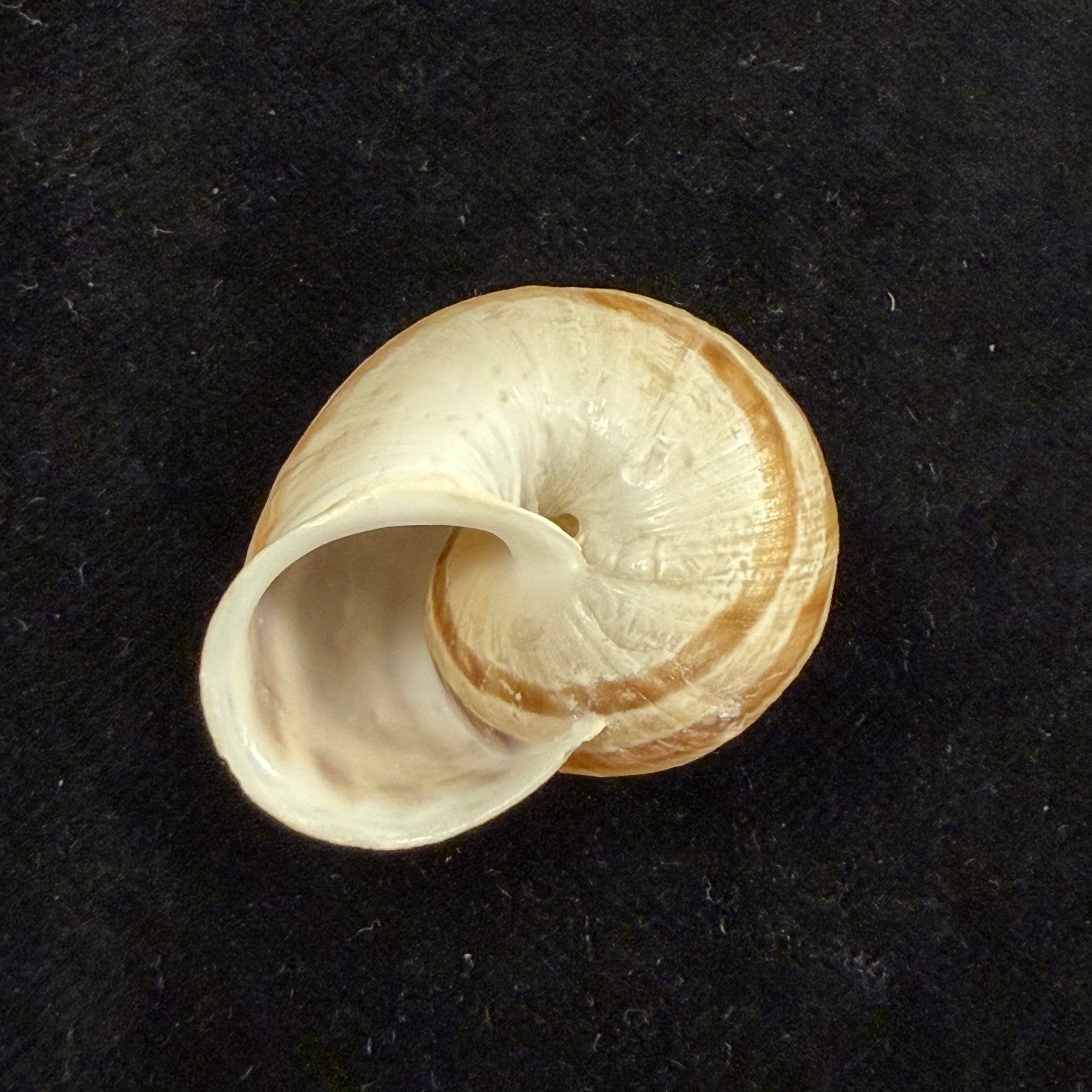Iberus lorcanus (Rossmässler, 1854) - 33,5mm