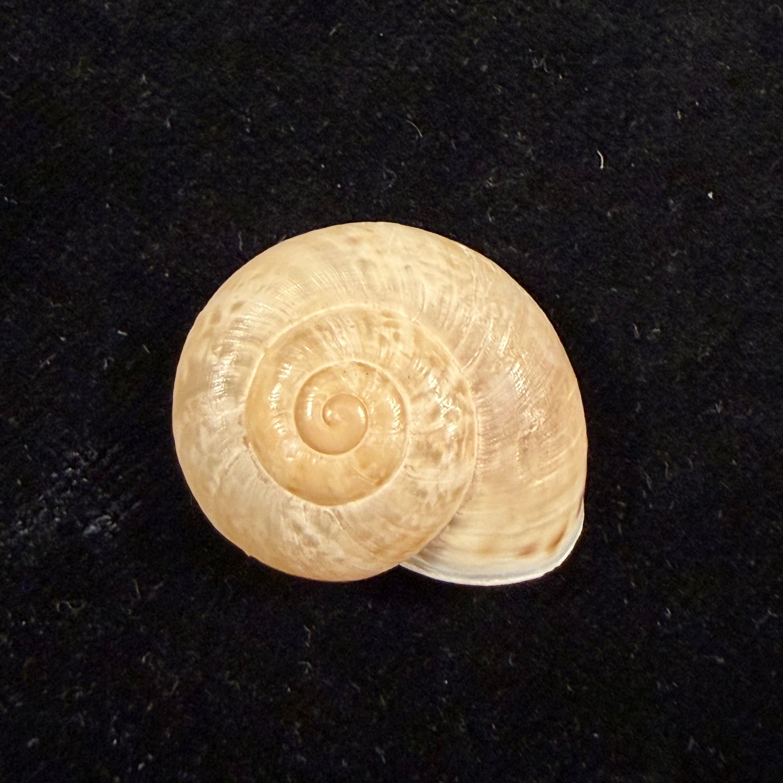 Iberus guiraoanus (Pfeiffer, 1853) - 24,2mm