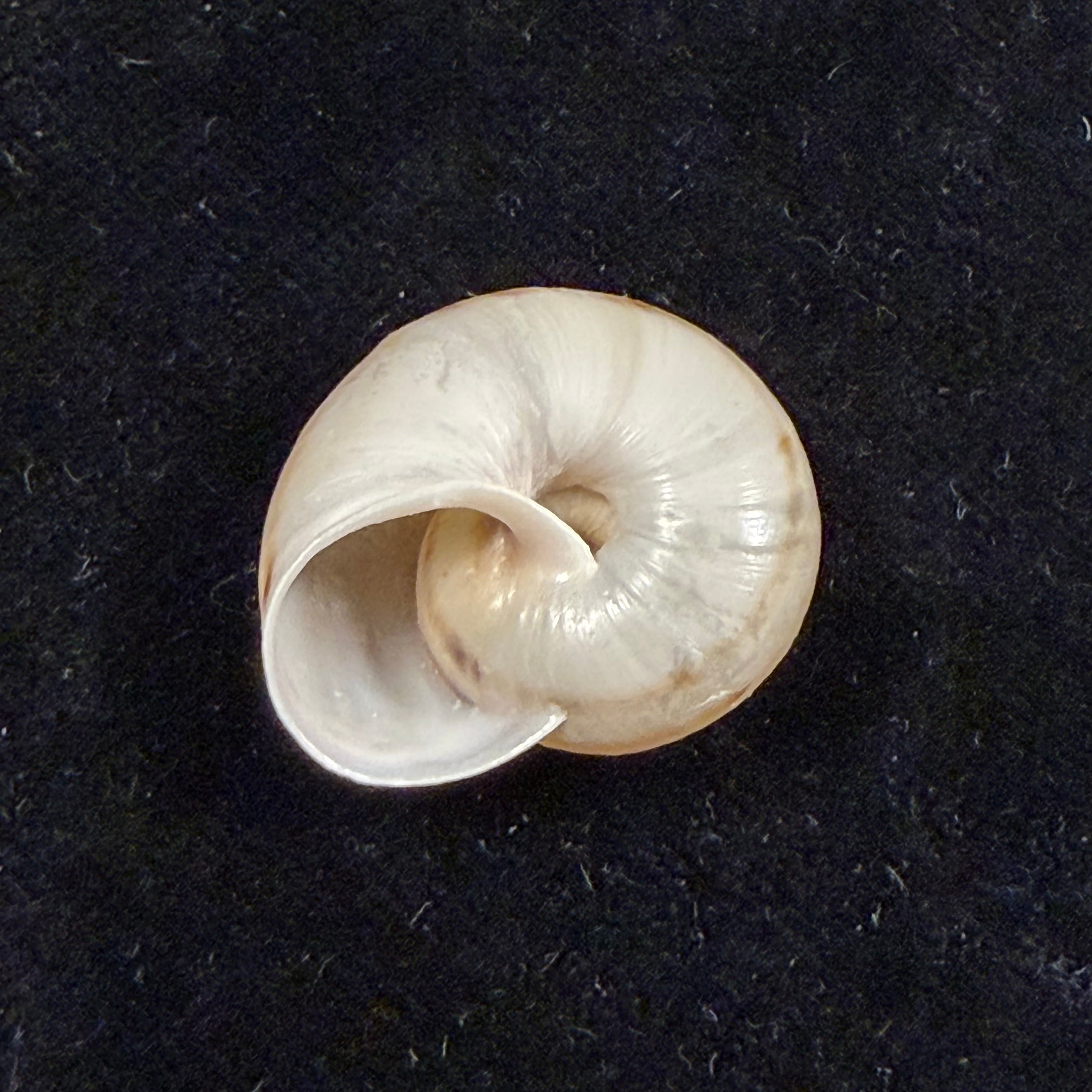 Iberus guiraoanus (Pfeiffer, 1853) - 24,2mm