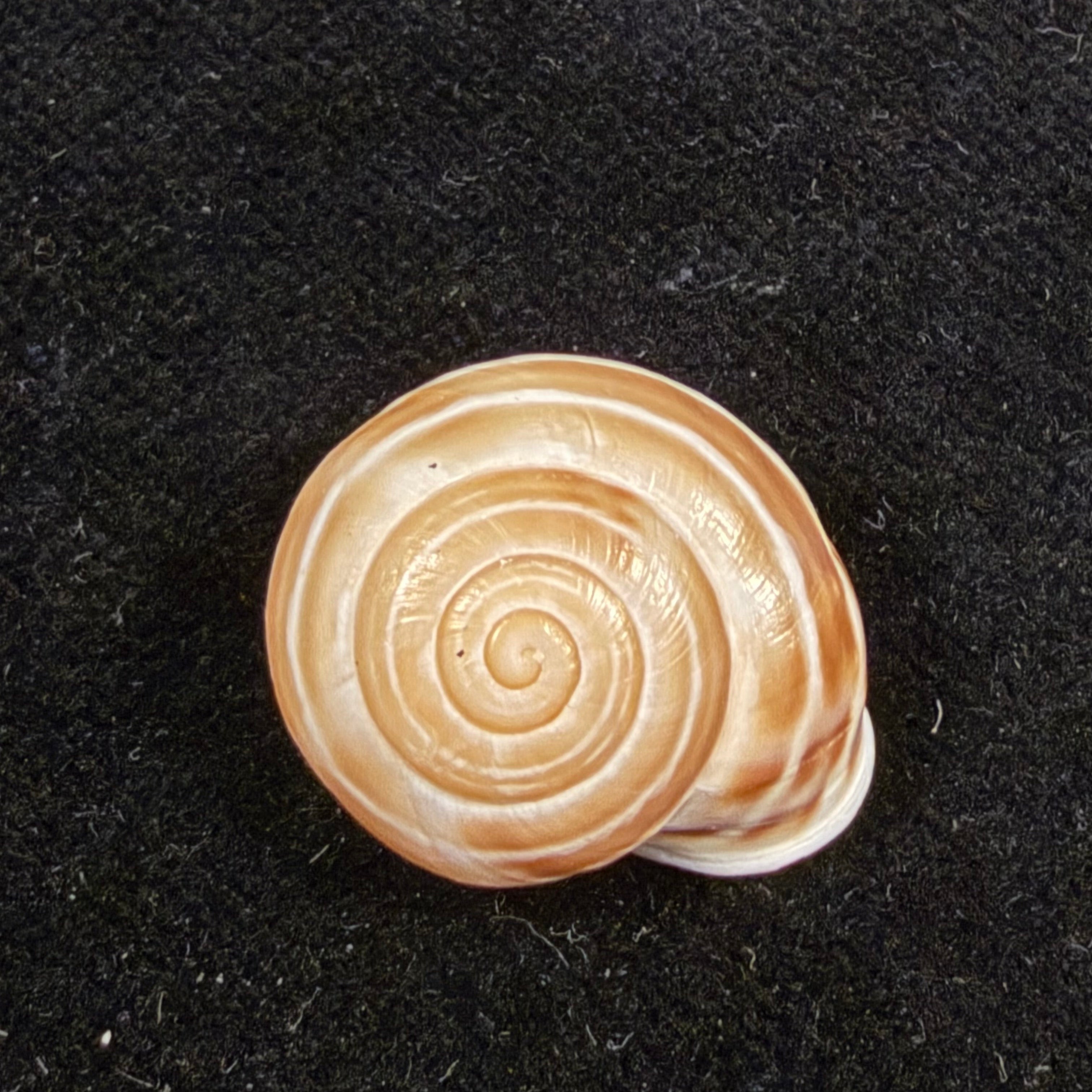 Alabastrina rufa (Pallary, 1926) - 20,5mm