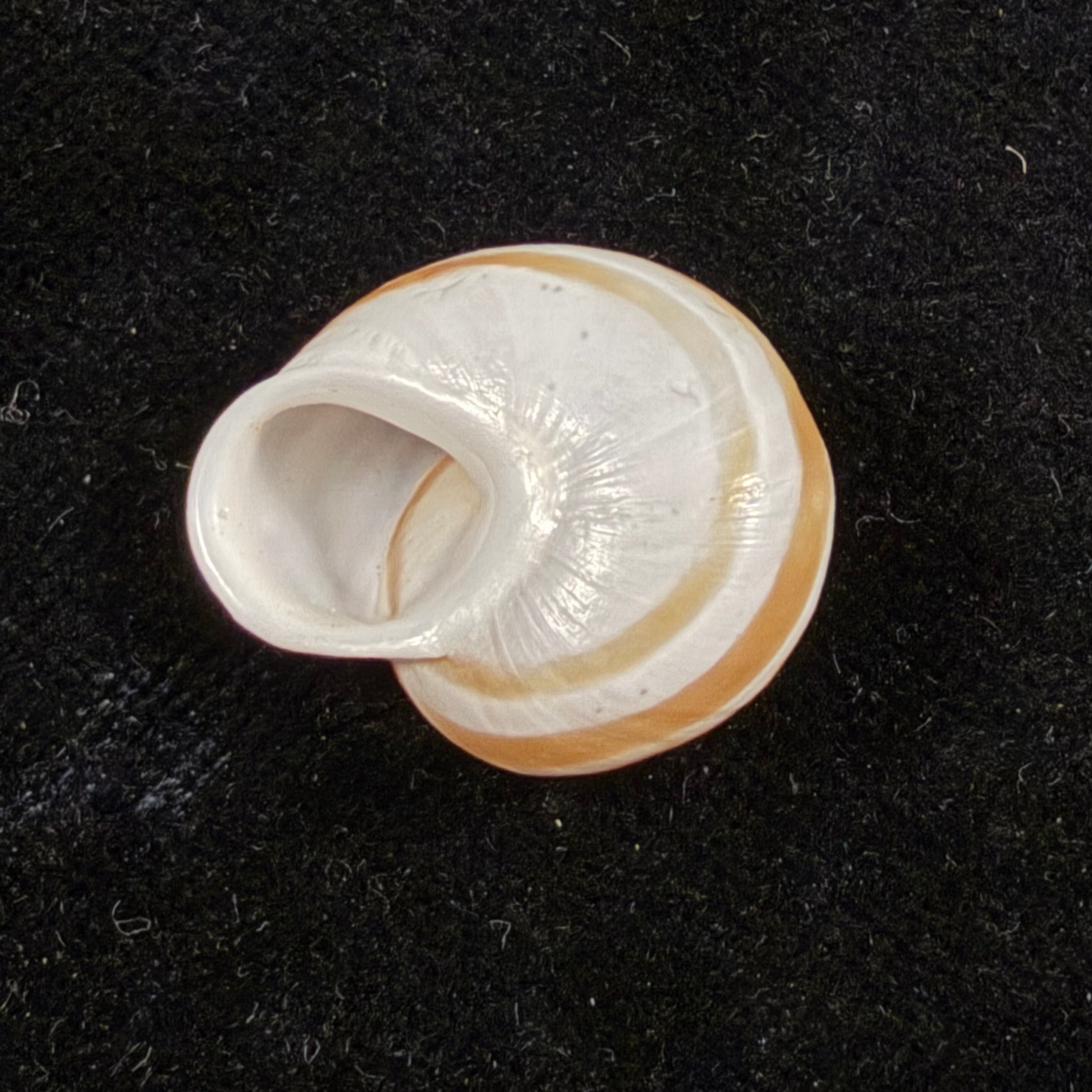 Alabastrina rufa (Pallary, 1926) - 20,5mm