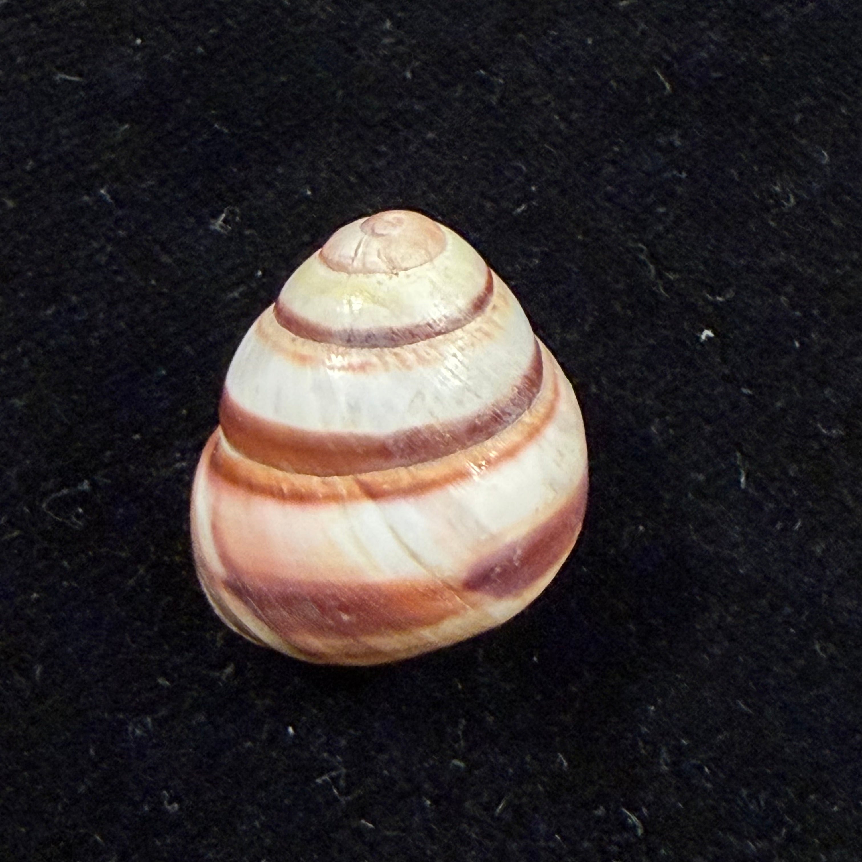 Pachysphaera annulata (G. B. Sowerby I, 1841) - 21,2mm