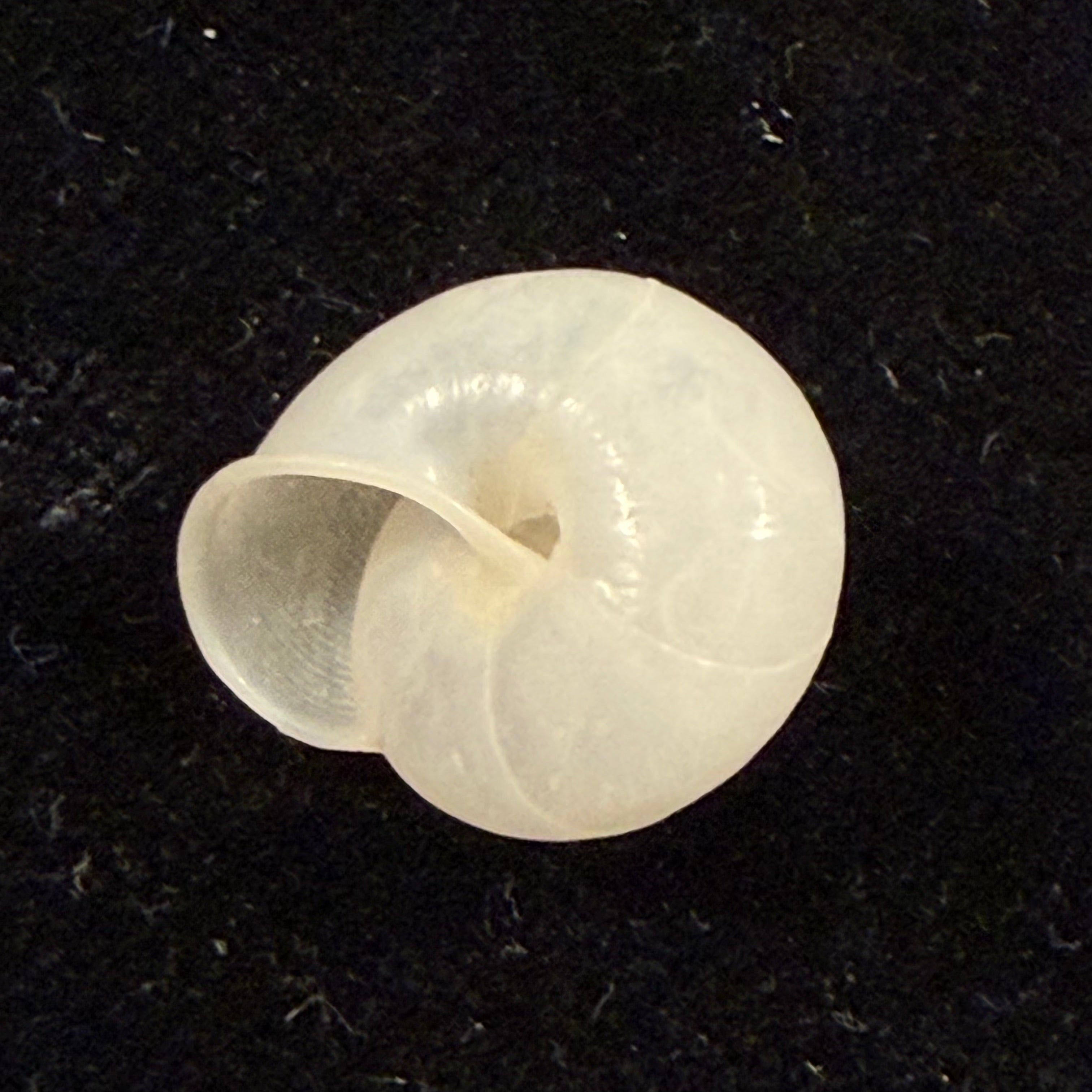 Streptaxis giovannalimae (M. A. Lima & T. Cossignani, 2021) - 16,5mm
