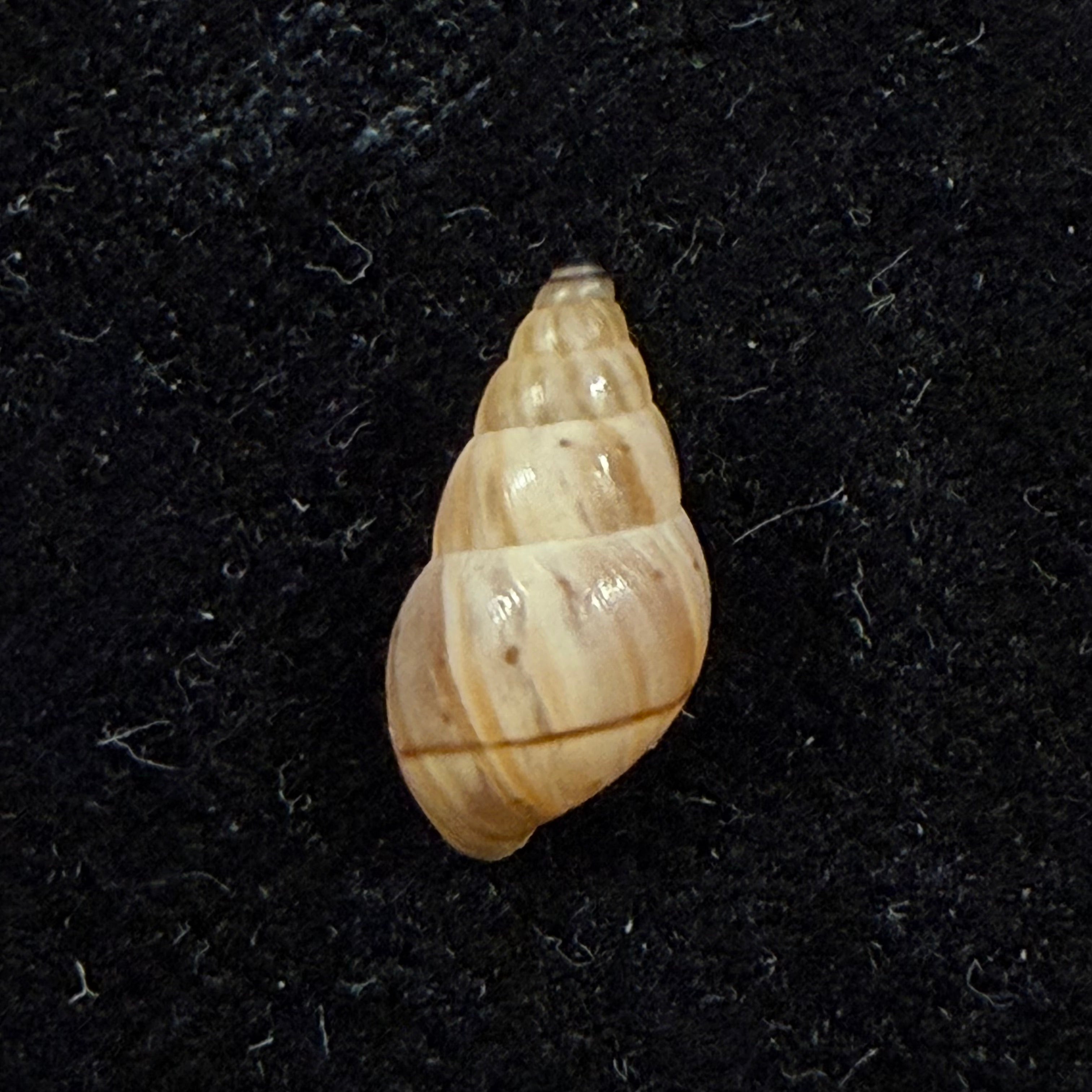 Rachis jejuna (Melvill & Ponsonby, 1893) - 12,6mm