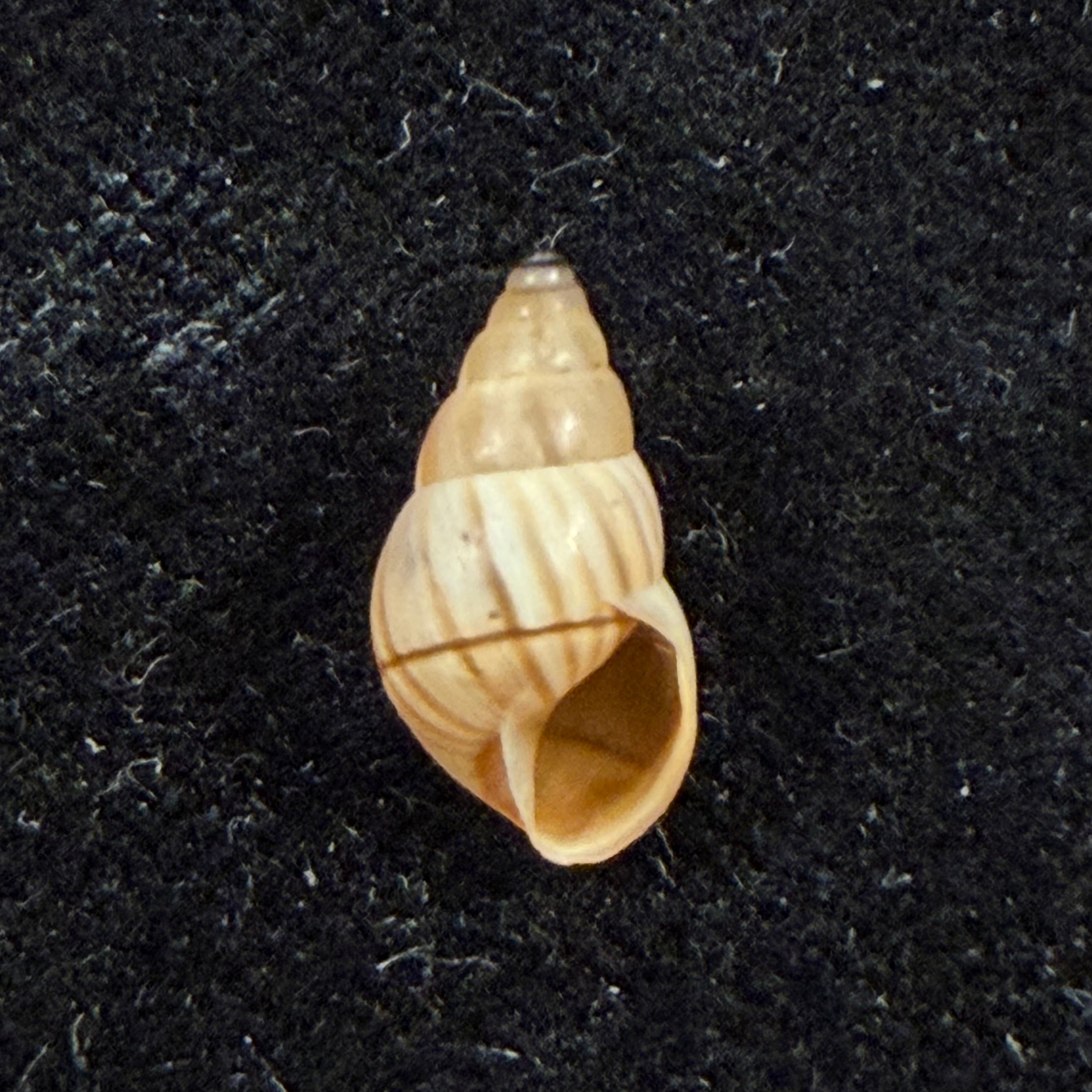 Rachis jejuna (Melvill & Ponsonby, 1893) - 12,6mm