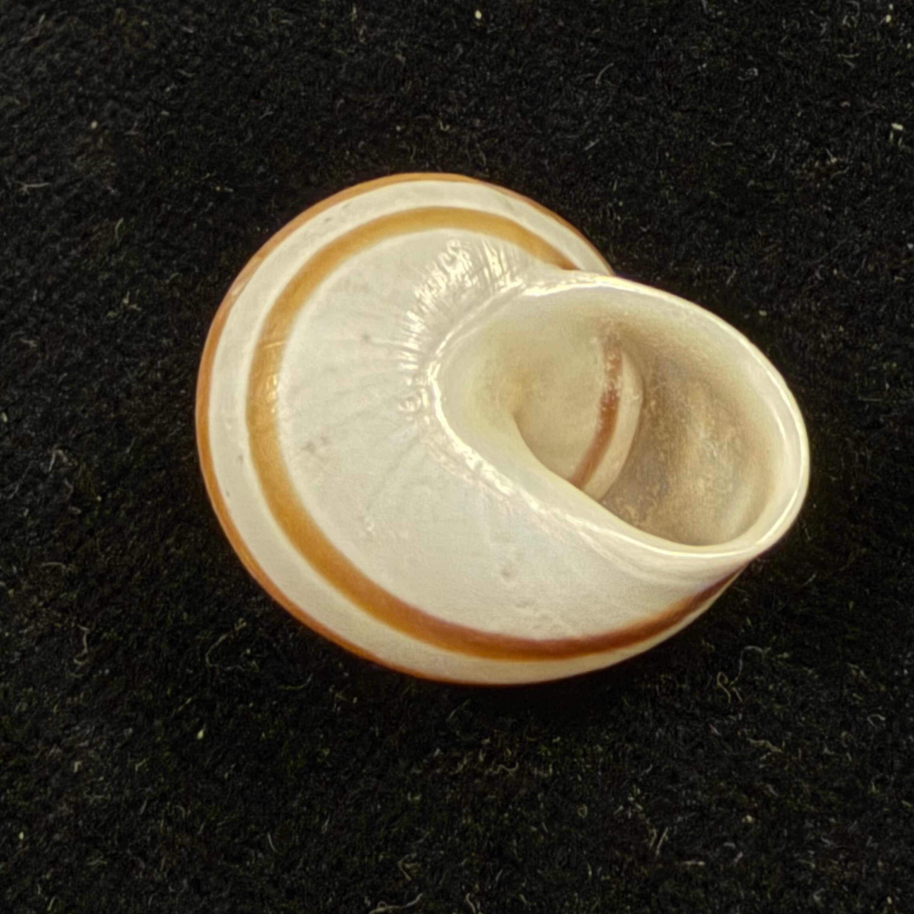 Alabastrina tilmiratensis Pallary, 1933- 24mm