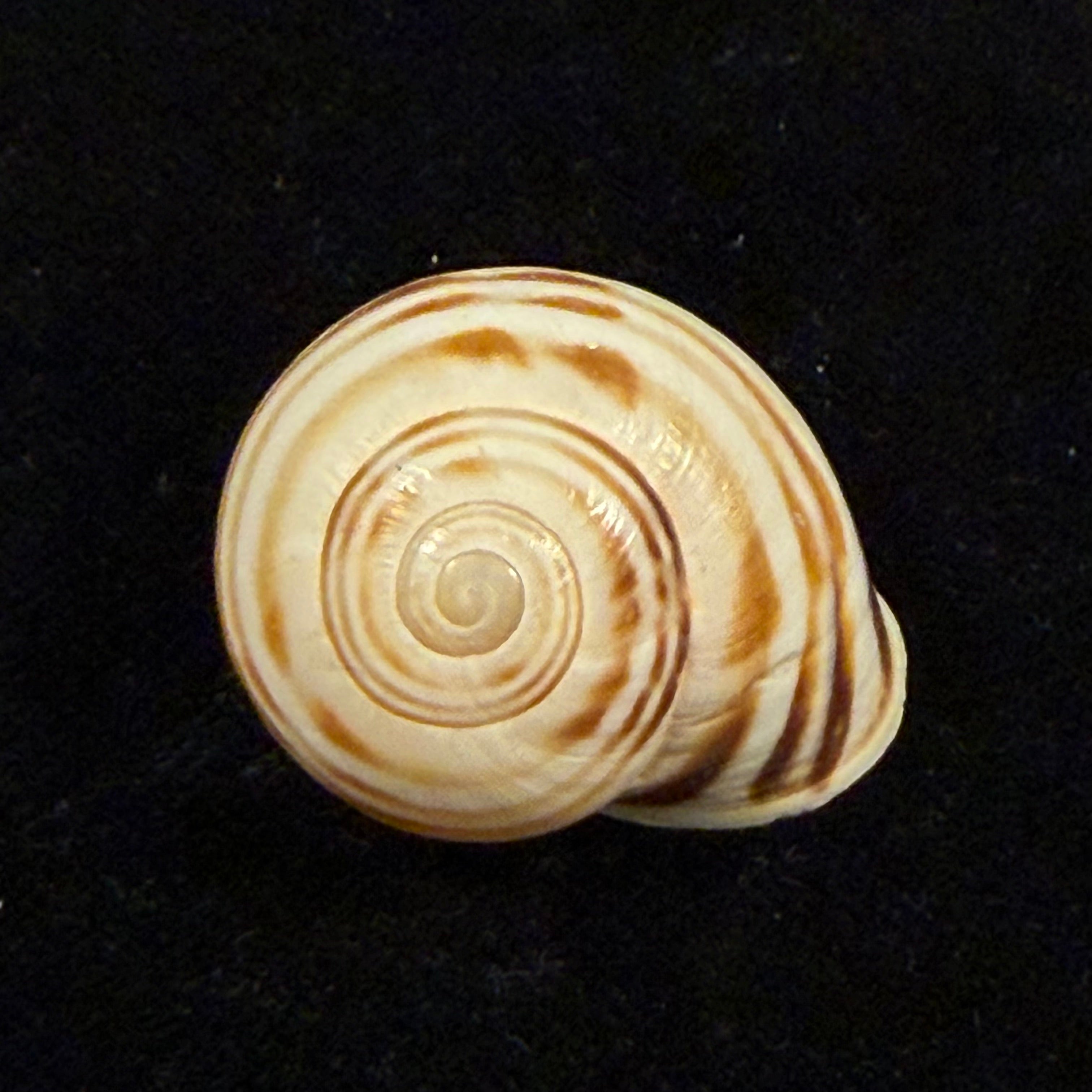 Atlasica ahuiri T. Cossignani, 2012 - 31,7mm