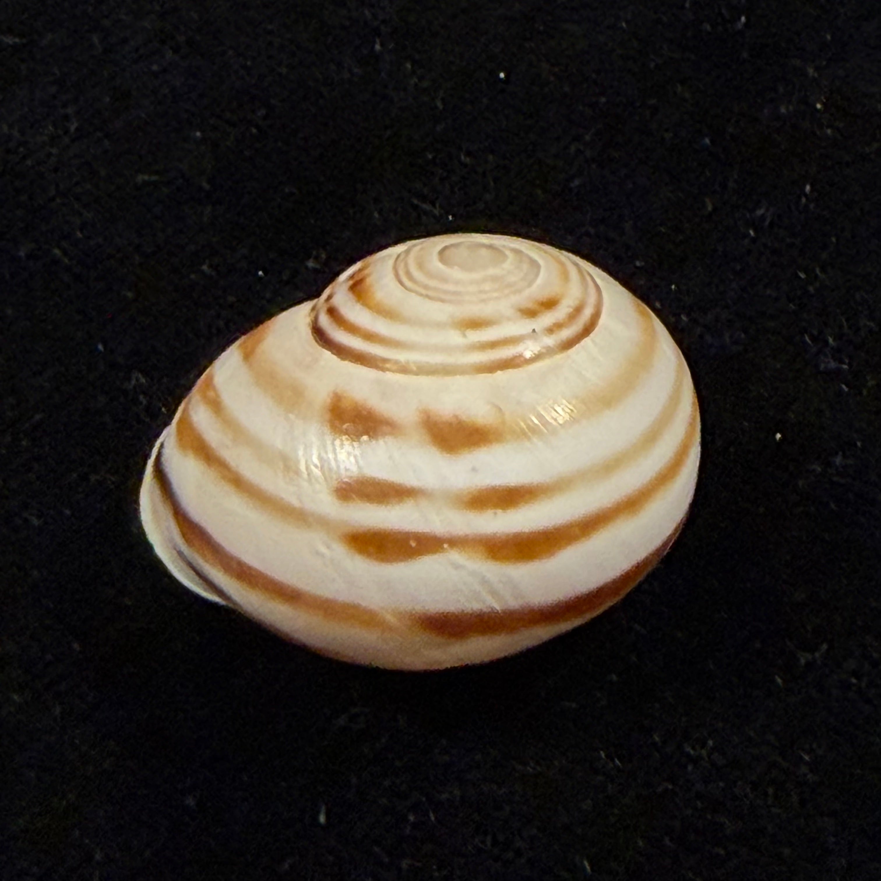 Atlasica ahuiri T. Cossignani, 2012 - 31,7mm