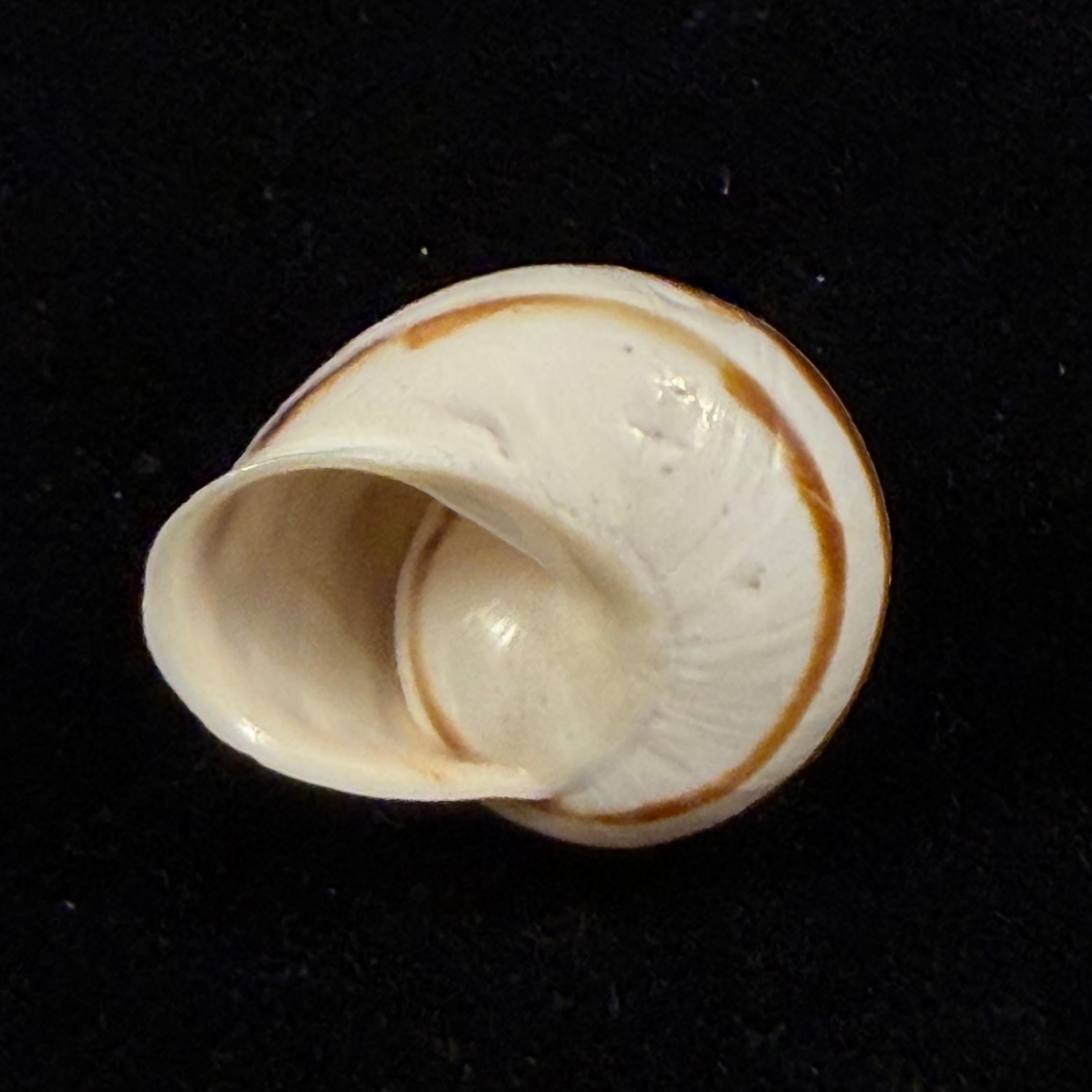 Atlasica ahuiri T. Cossignani, 2012 - 31,7mm