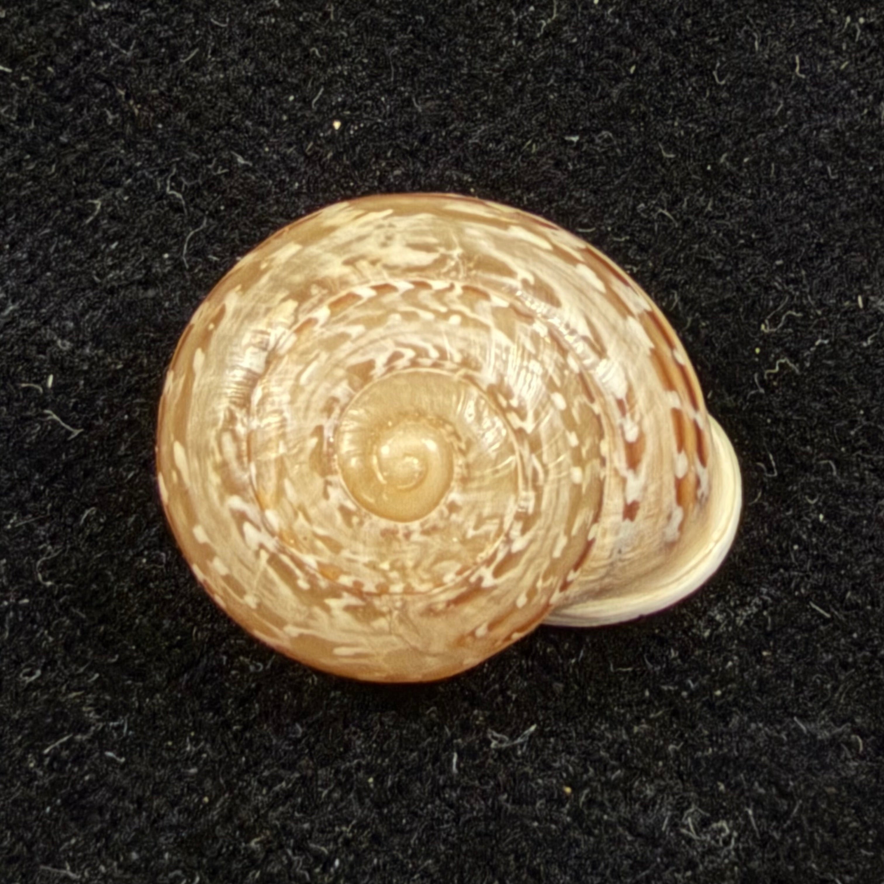 Atlasica tildiana Pallary, 1922 - 20,2mm