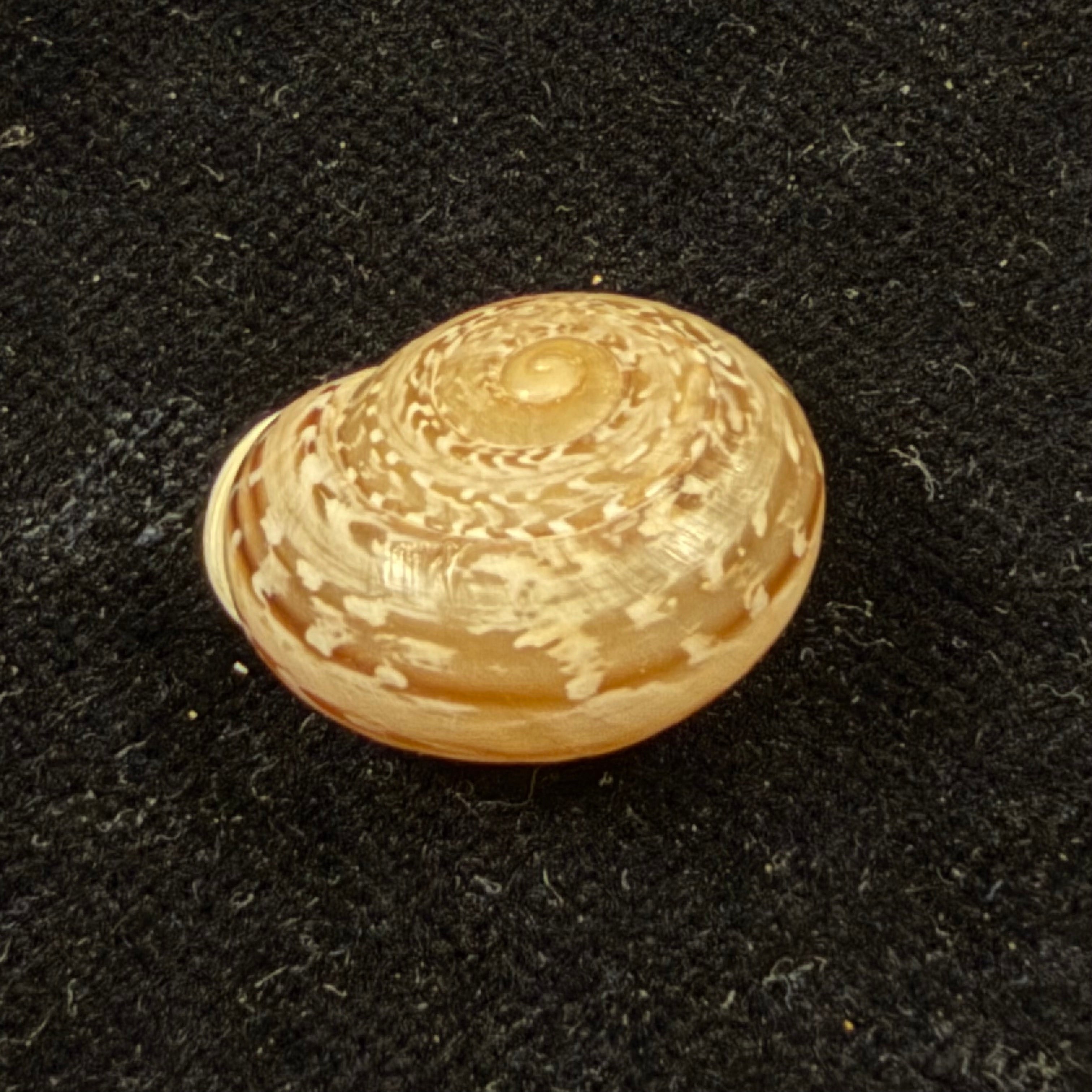 Atlasica tildiana Pallary, 1922 - 20,2mm
