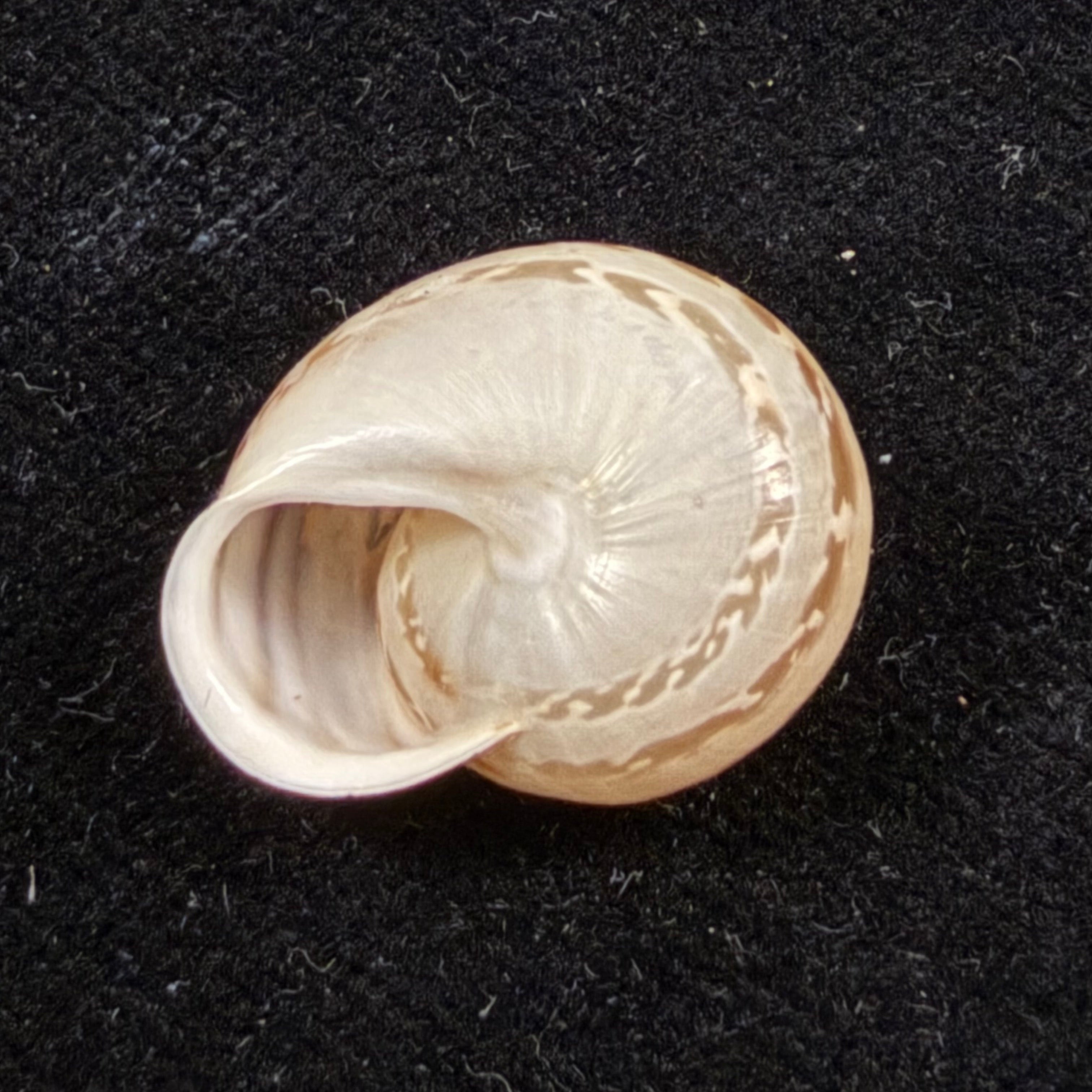 Atlasica tildiana Pallary, 1922 - 20,2mm