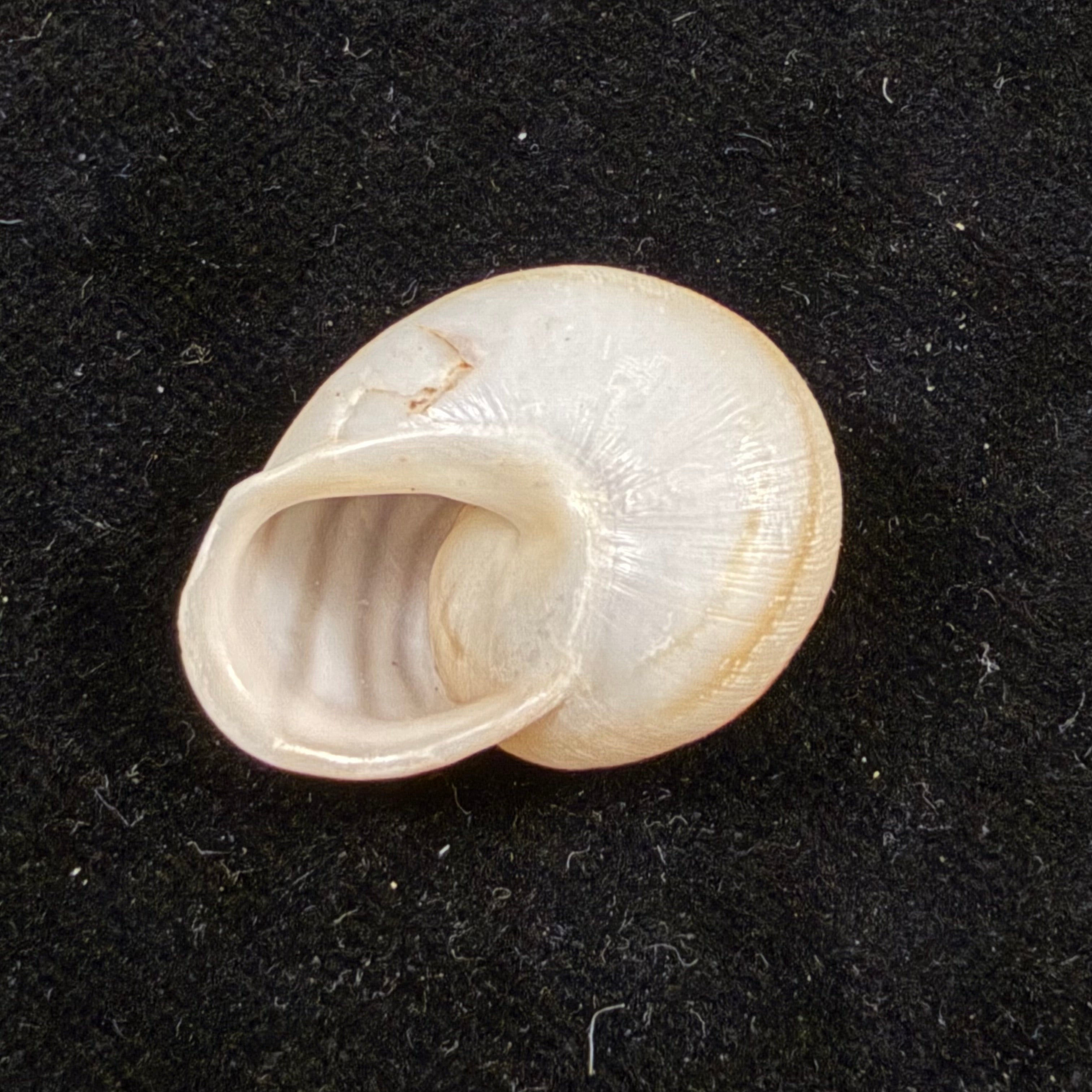 Atlasica azemmourensis J. Ahuir, 2017 - 25,6mm