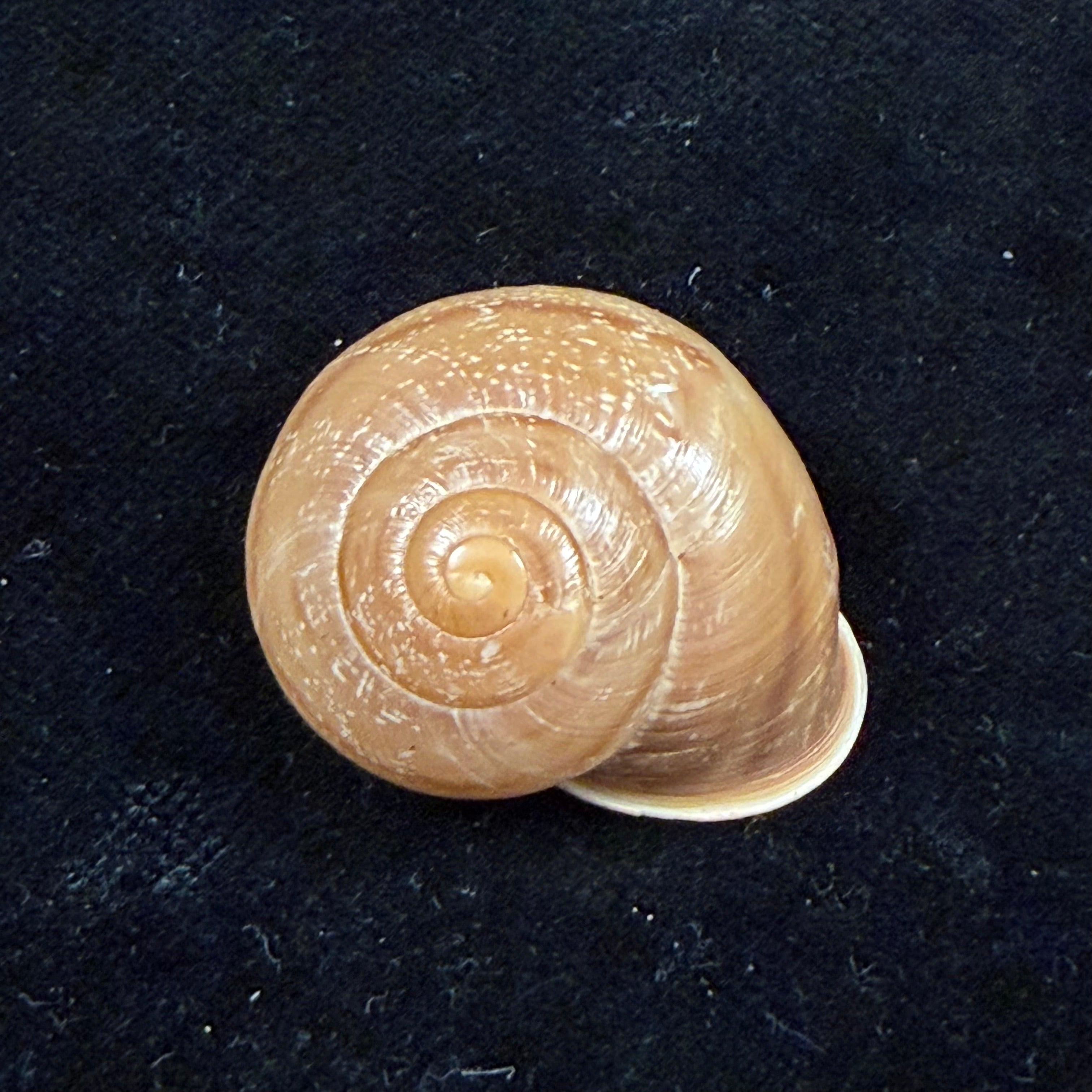 Atlasica interica Pallary, 1923 - 29,3mm