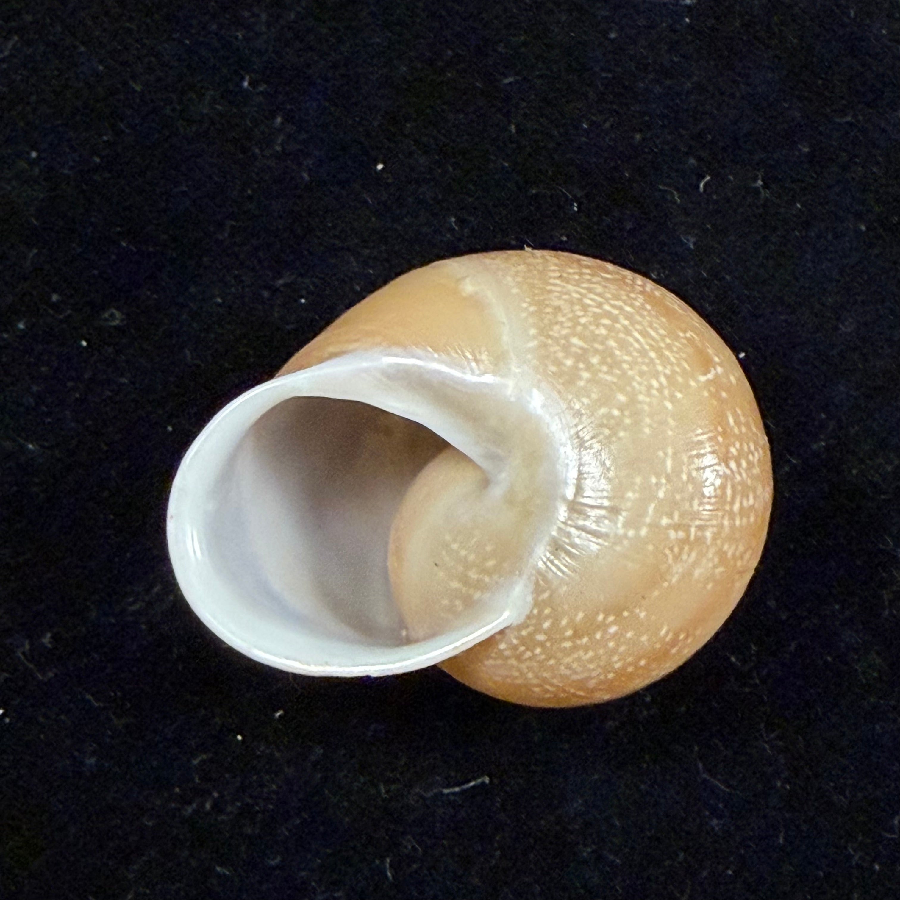 Atlasica interica Pallary, 1923 - 29,3mm