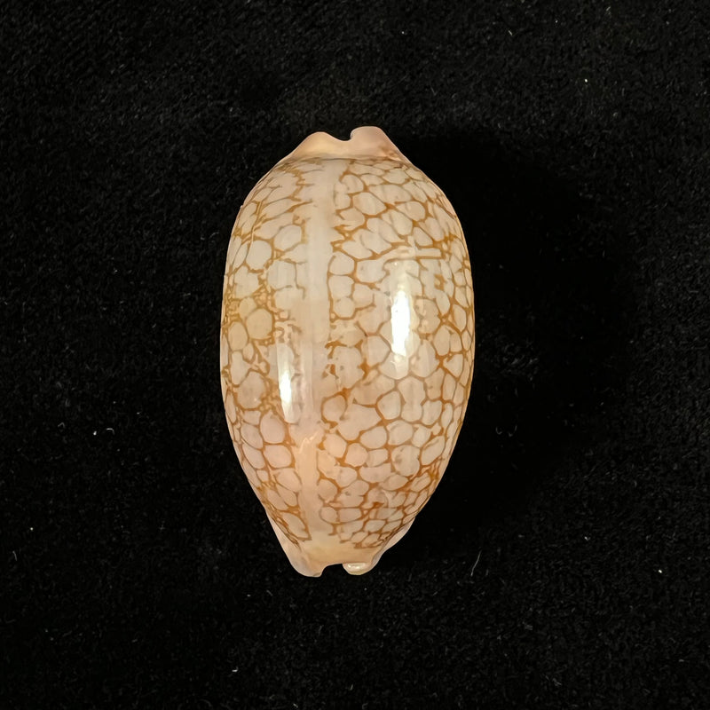 Mauritia scurra indica Gmelin, 1791 - 37,6mm