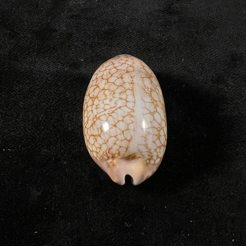 Mauritia scurra indica Gmelin, 1791 - 37,6mm
