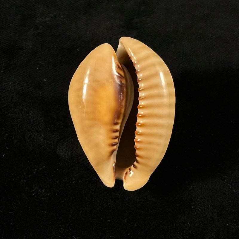 Muracypraea mus Linnaeus, 1758 - 42,5mm