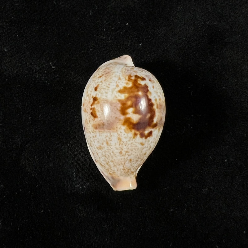 Ficadusta pulchella pulchella (Swainson, 1823) - 28,6mm