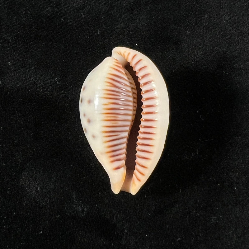 Ficadusta pulchella pulchella (Swainson, 1823) - 28,6mm