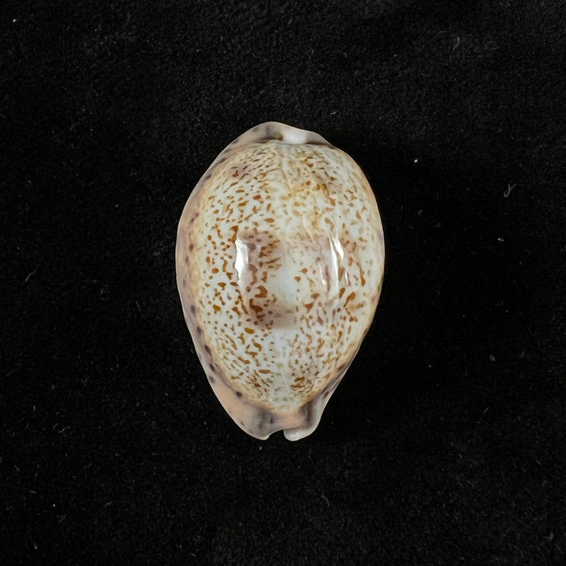 Pseudozonaria robertsi (Hidalgo, 1906) - 28,2mm