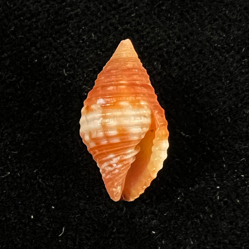 Pseudonebularia cucumerina (Lamarck, 1811) - 16,5mm