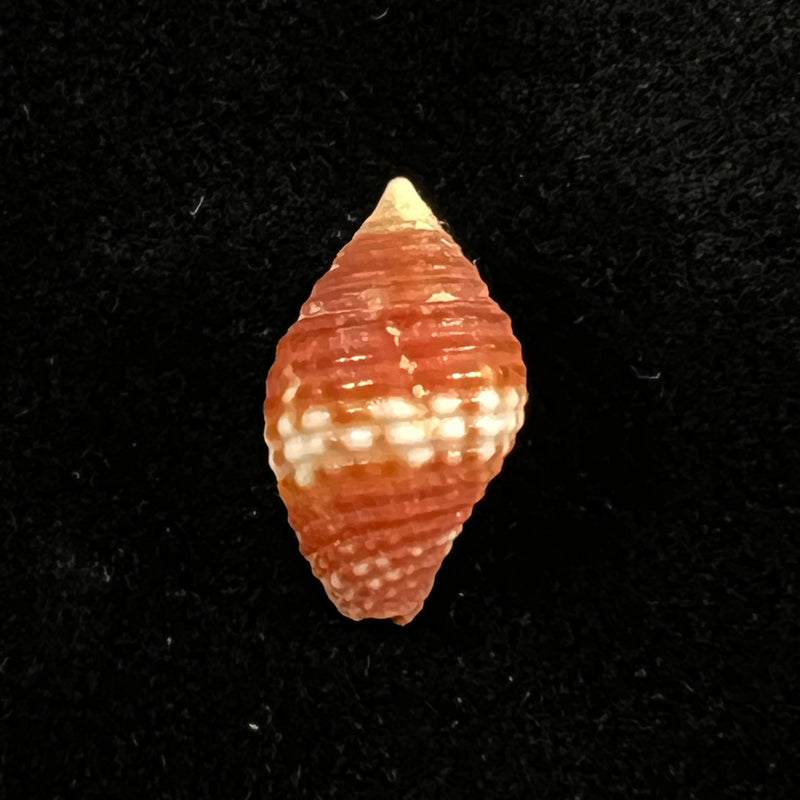 Pseudonebularia cucumerina (Lamarck, 1811) - 14,1mm