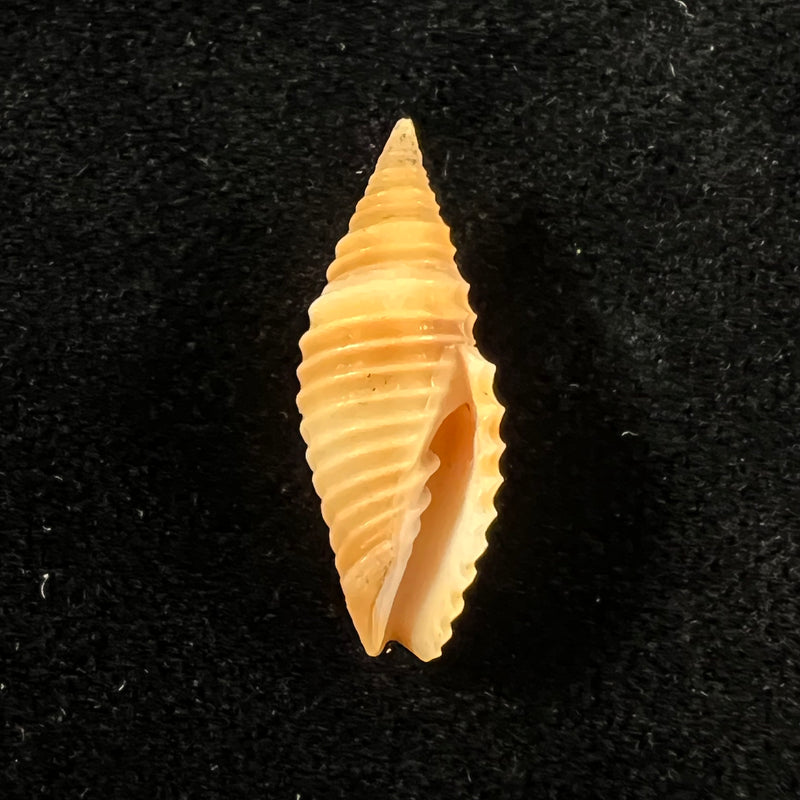 Subcancilla sulcata (Swainson, 1825) - 22,3mm
