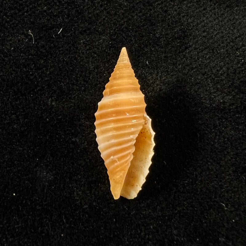 Subcancilla sulcata (Swainson, 1825) - 21,9mm