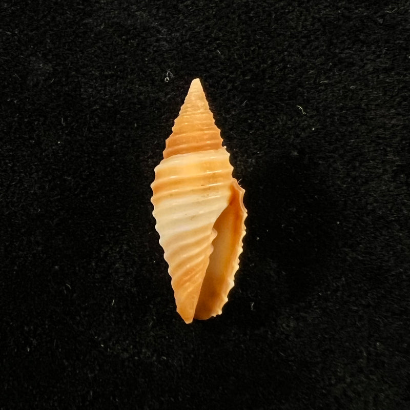 Subcancilla sulcata (Swainson, 1825) - 21,2mm