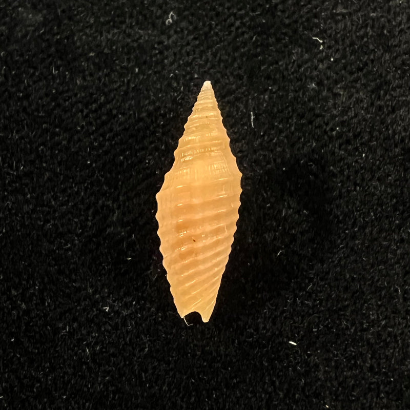Subcancilla funiculata (Reeve, 1844) - 17,8mm