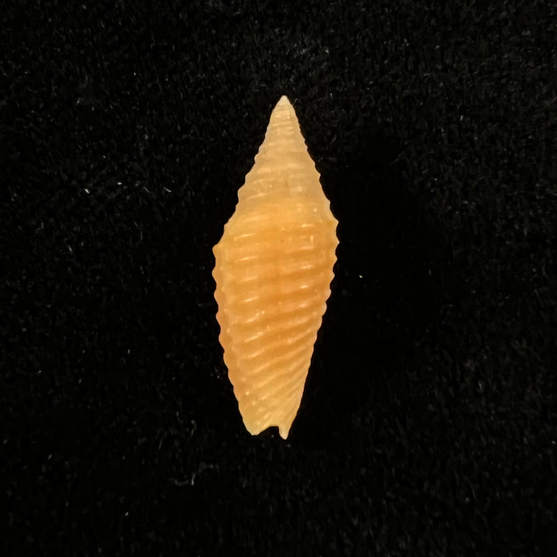 Subcancilla funiculata (Reeve, 1844) - 19mm