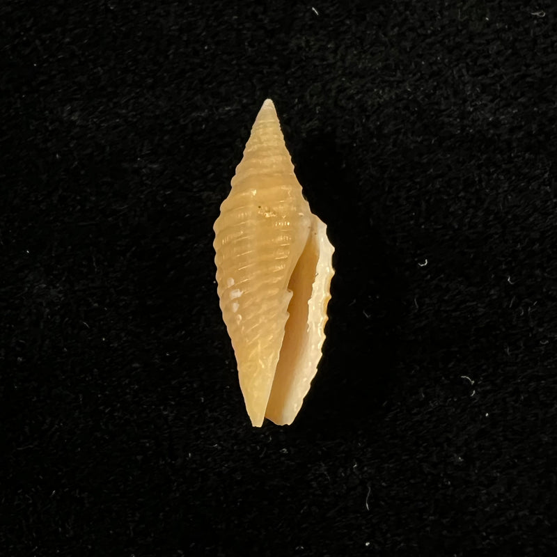 Subcancilla funiculata (Reeve, 1844) - 19,8mm