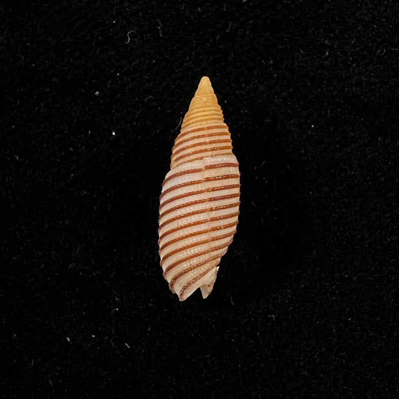 Domiporta filaris (Linnaeus, 1771) - 18,7mm