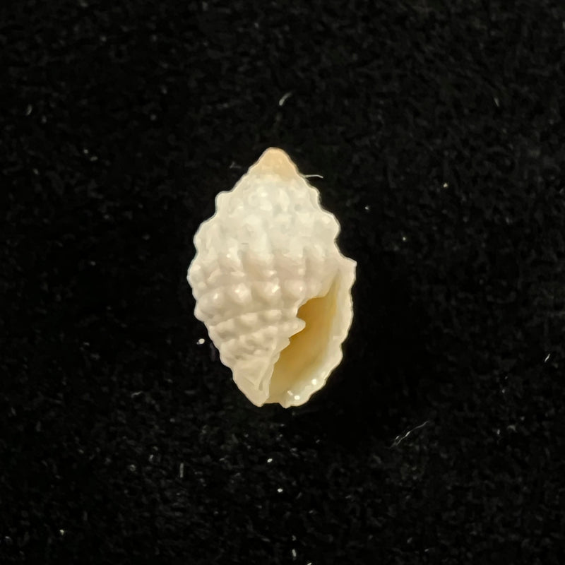 Vexillum cancellarioides (Anton, 1838) - 13,3mm
