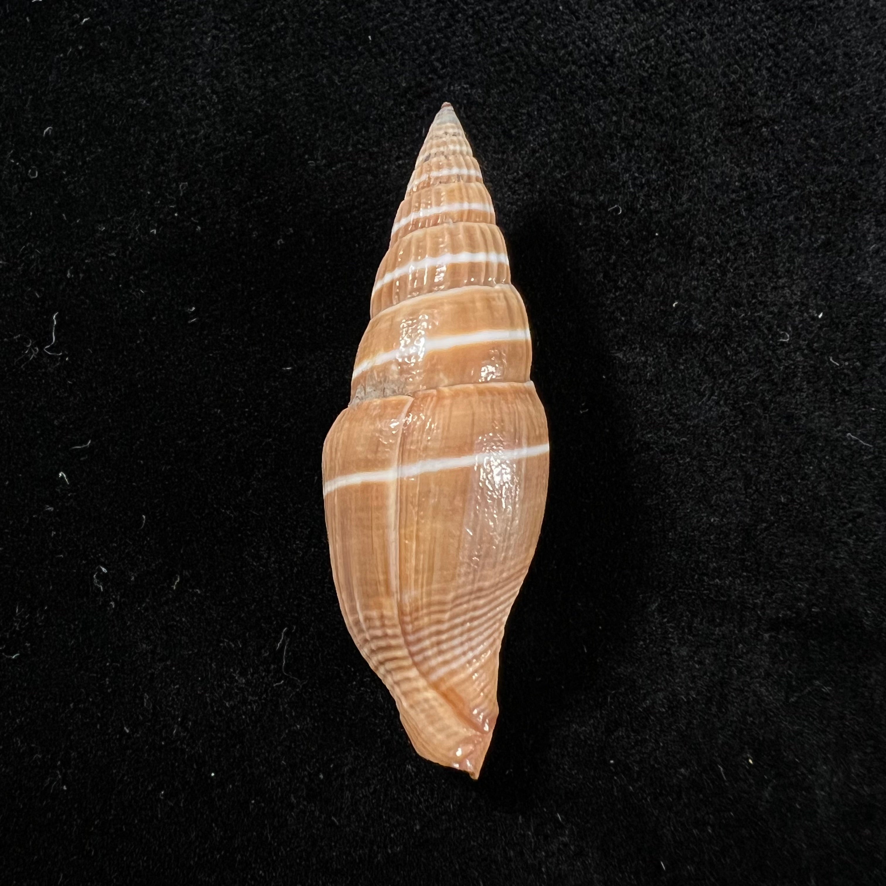 Vexillum formosense (G. B. Sowerby III, 1889) - 44,3mm