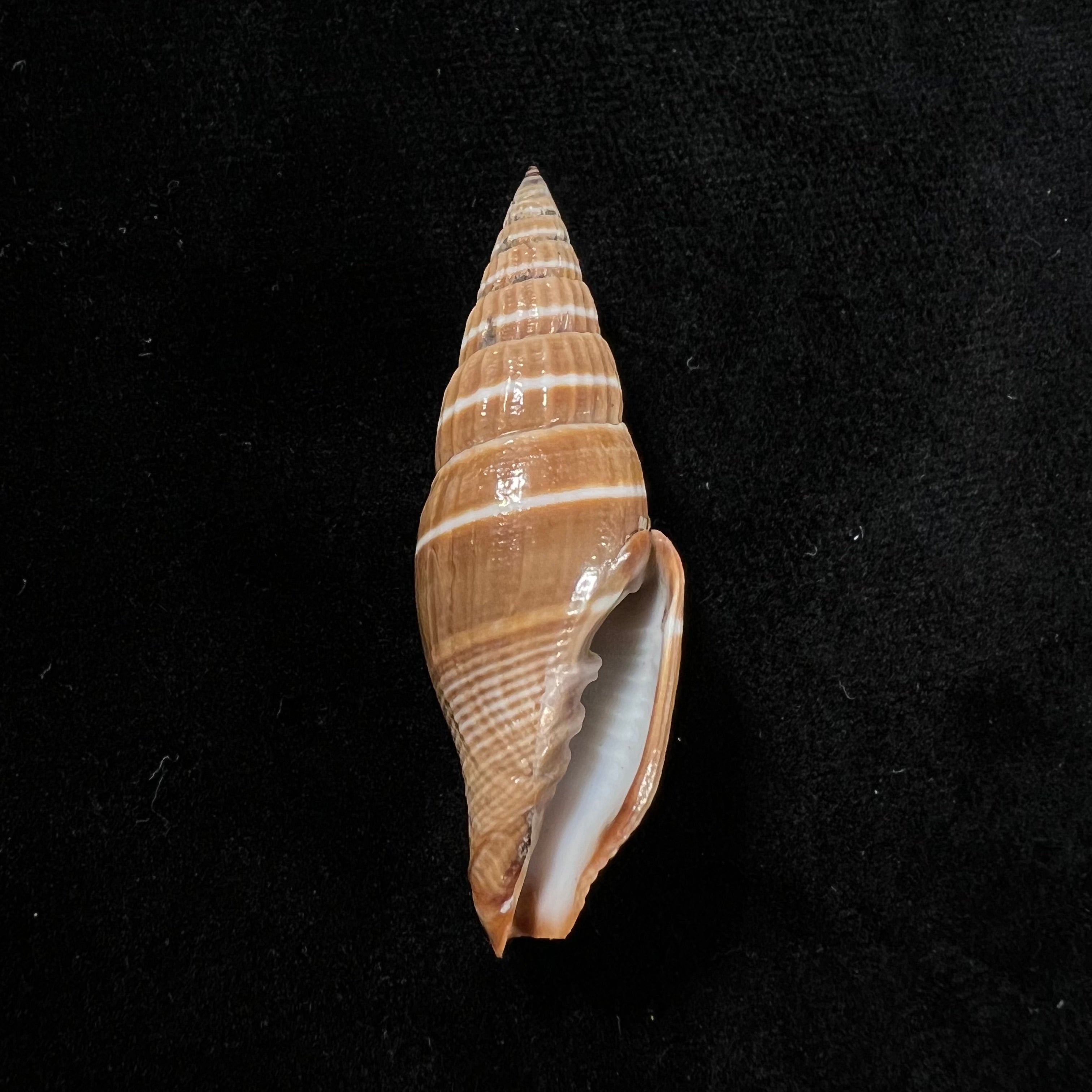 Vexillum formosense (G. B. Sowerby III, 1889) - 44,3mm