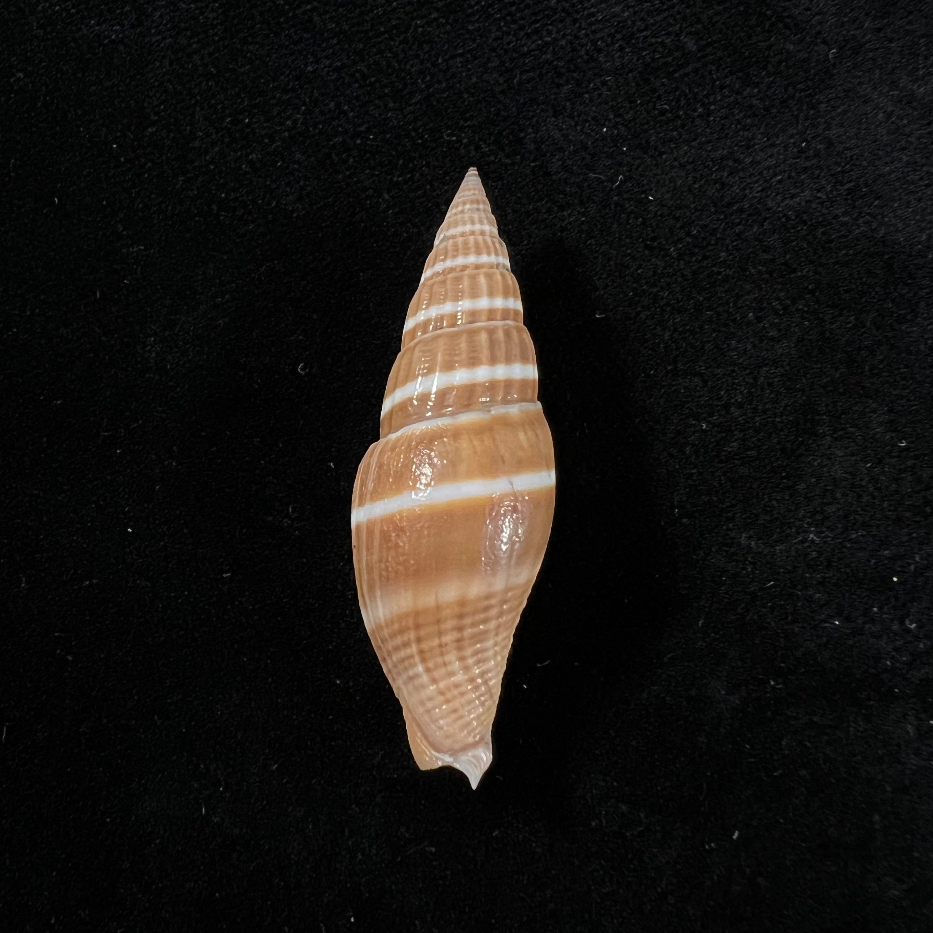 Vexillum formosense (G. B. Sowerby III, 1889) - 44,5mm