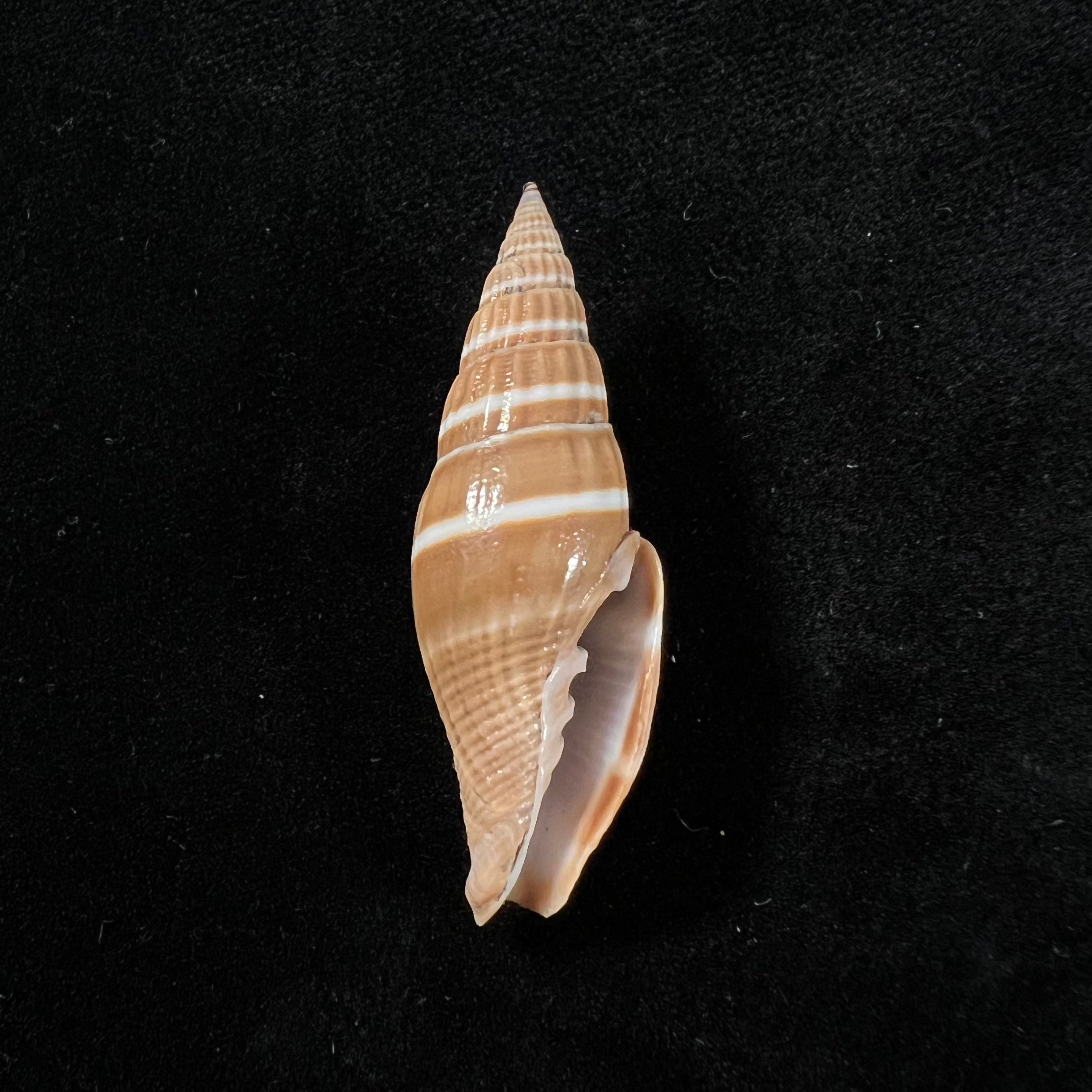 Vexillum formosense (G. B. Sowerby III, 1889) - 44,5mm