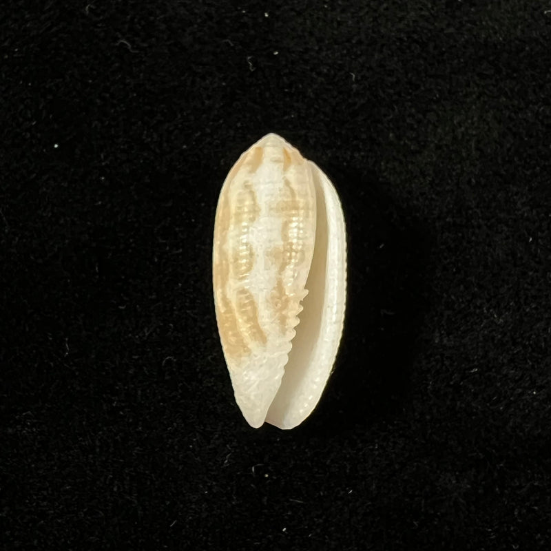 Pterygia crenulata (Gmelin, 1791) - 23,6mm
