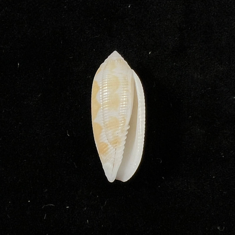 Pterygia crenulata (Gmelin, 1791) - 25,3mm