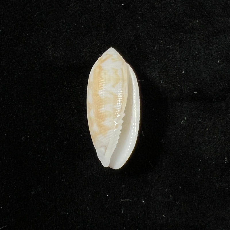Pterygia crenulata (Gmelin, 1791) - 25,4mm