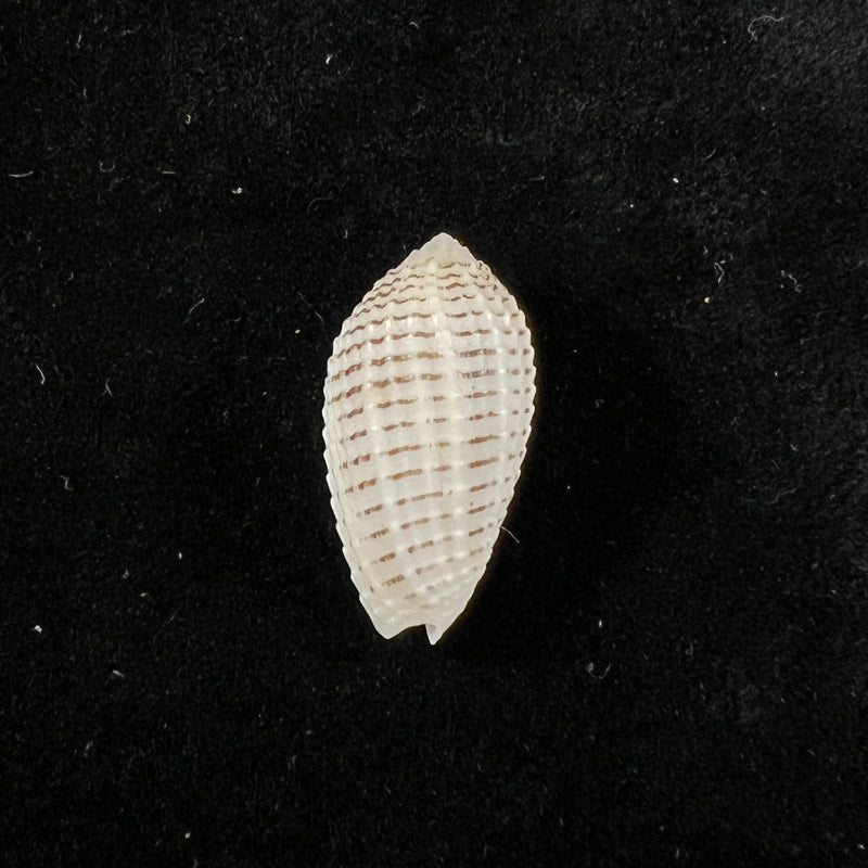 Pterygia fenestrata (Lamarck, 1811) - 21,1mm
