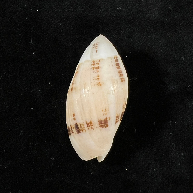 Pterygia nucea (Gmelin, 1791) - 35mm