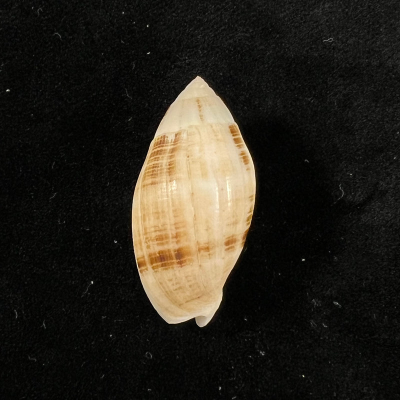 Pterygia nucea (Gmelin, 1791) - 31,4mm