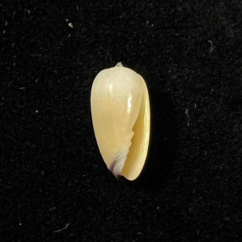 Scabricola olivaeformis (Swainson, 1821) - 13,2mm