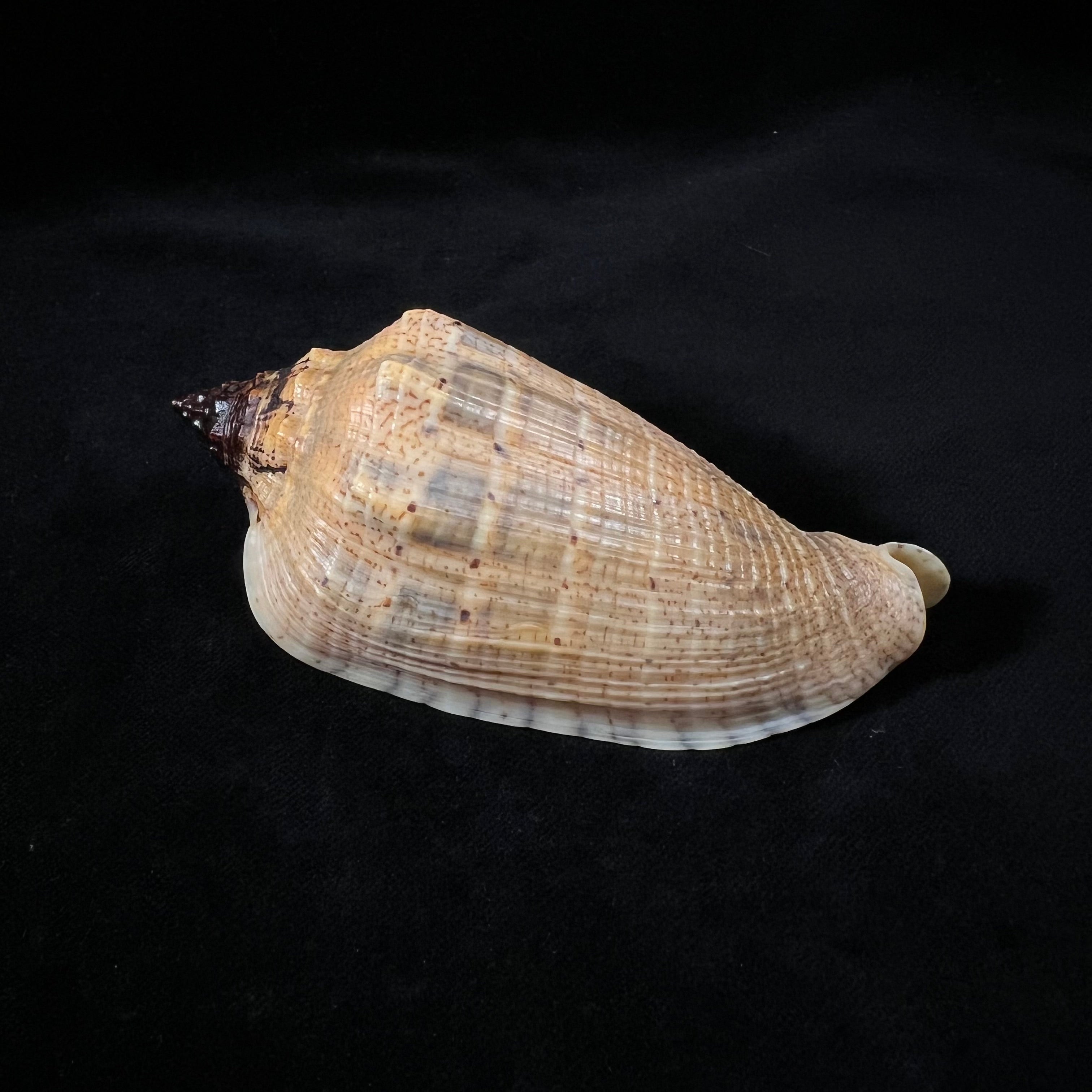 Voluta virescens [Lightfoot], 1786年 - 109,7毫米